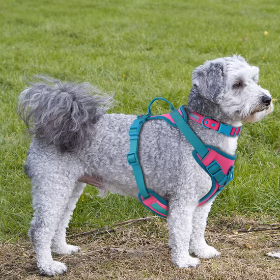 Eleganti forniture per animali domestici senza tiraggio Pettorina per cani in morbido neoprene Clip frontale personalizzata Designer Gilet regolabile Pettorina per cani Guinzaglio per collare